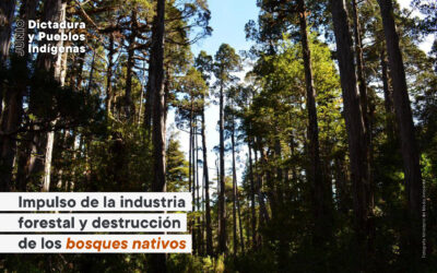 Dictadura y Pueblos Indígenas: el impulso de la industria forestal y la destrucción de bosques nativos
